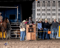 Steer Wrestling