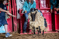 Mutton Busting