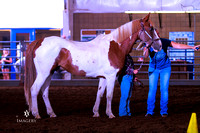 Class 668 ~ Pinto, Paint & Appaloosa Gelding