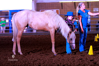 Class 669 ~ Quarter/Stock Type W/Y Geldings