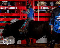 Miniature Bull Riding