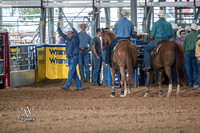 Steer Wrestling