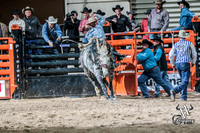 Saddle Bronc