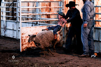 Mutton Busting