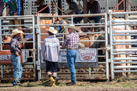 Saddle Bronc