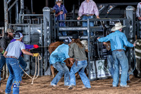 Steer Race